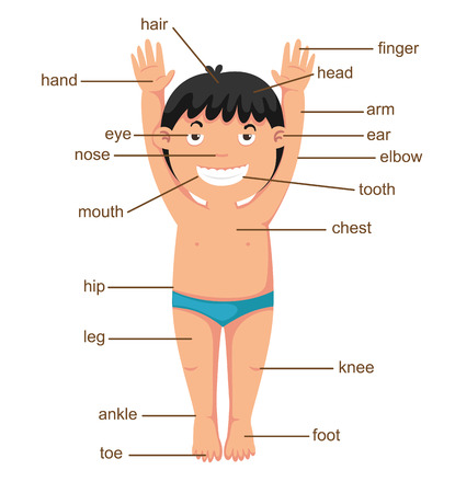 illustration of vocabulary part of body のイラスト素材