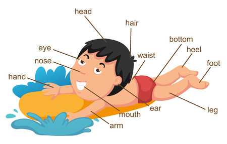illustration of vocabulary part of body のイラスト素材