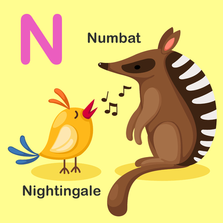 Illustration Isolated Animal Alphabet Letter N-Numbat,Nightingale.Vectorのイラスト素材