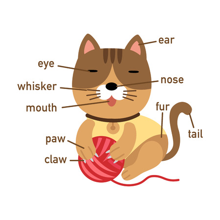 Illustration of cat vocabulary part of body vectorのイラスト素材