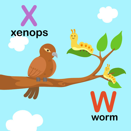 Alphabet Letter W-worm,X-xenops,vector illustrationのイラスト素材