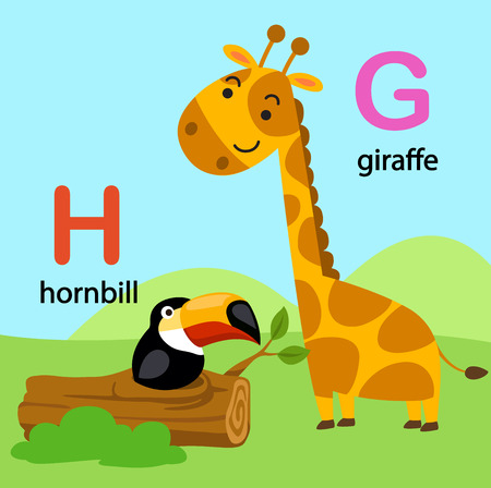 Illustration Isolated Alphabet Letter G-giraffe,H-hornbill, vectorのイラスト素材