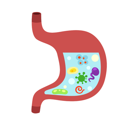 Human stomach with viruses and bacteria.vector illustrationのイラスト素材