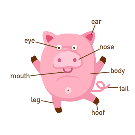 Illustration of pig vocabulary part of body.vectorのイラスト素材