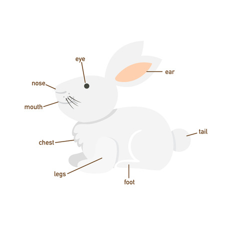Illustration of rabbit vocabulary part of body.vectorのイラスト素材