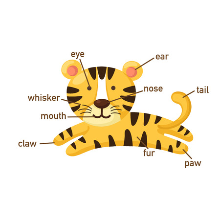 Illustration of tiger vocabulary part of body.vectorのイラスト素材