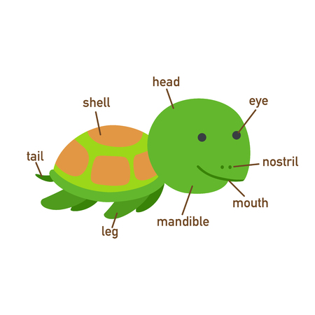 Illustration of turtle vocabulary part of body.vectorのイラスト素材