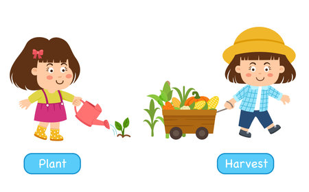 Opposite words to plant and to harvest vector illustrationのイラスト素材