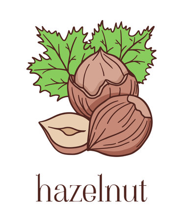 colored illustration with hazelnut in cartoon styleのイラスト素材