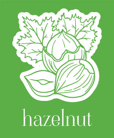 green illustration with hazelnut in cartoon styleのイラスト素材