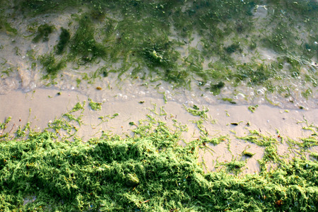Green algae on the sea beach