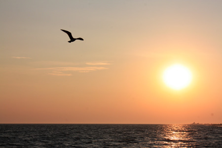 Seagull flying over the sea on the background of sunsetの写真素材
