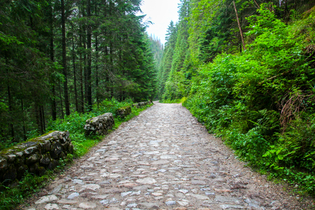 Stone road in the forestの写真素材