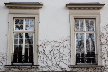 Two vintage design windows on the facade of the old house shrouded in dry ivyの写真素材