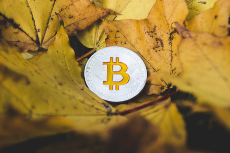 bitcoins on a fallen autumn leaf, the concept of the fall of bitcoin priceの写真素材