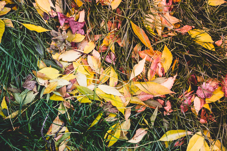 Many small yellow autumn leaves lie on the green grass, abstract autumn backgroundの写真素材