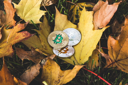 Bitcoins lie on yellowed dry autumn foliage, the concept of reducing the price of cryptocurrencyの写真素材