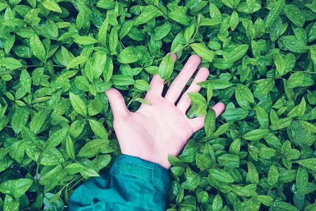 Human hand lies on green leaves with raindrops, the concept of unity of humanity with natureの写真素材