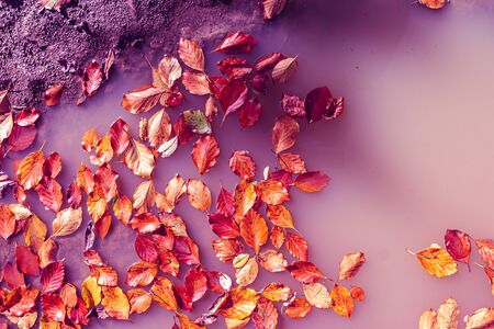Red and orange autumn leaves floating in purple water, abstract surreal natural autumn backgroundの写真素材
