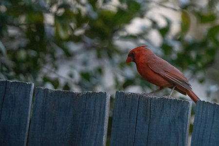 Male Northern Cardinal (Cardinalis cardinalis) perched on a fenceの写真素材