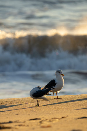 Two seagulls on the beach in at dawn.の写真素材