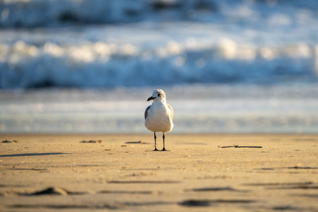 Seagull standing on the beach in the morning light, shallow depth of fieldの写真素材