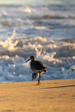 Sandpiper walking on the beach at sunrise. Shallow depth of field.