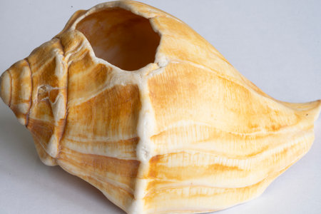 Seashell isolated on white background.