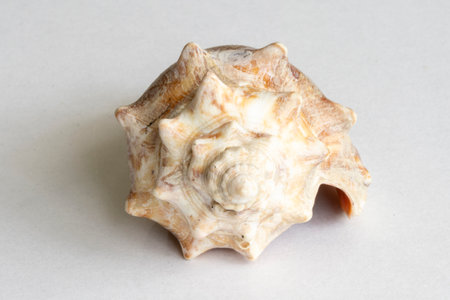Seashell on a white background. Close-up view.