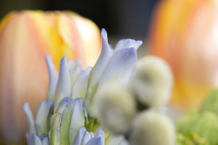 A bouquet of tulips and hyacinths close upの写真素材
