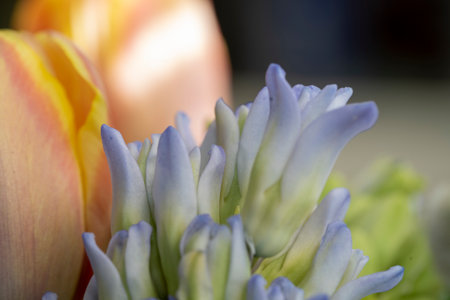 Close-up of tulips and hyacinth in a bouquetの写真素材
