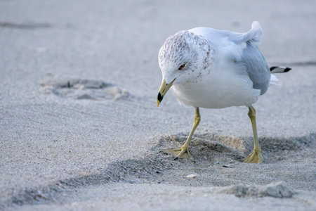 Seagull standing on the sand of a beach in the morning.の写真素材