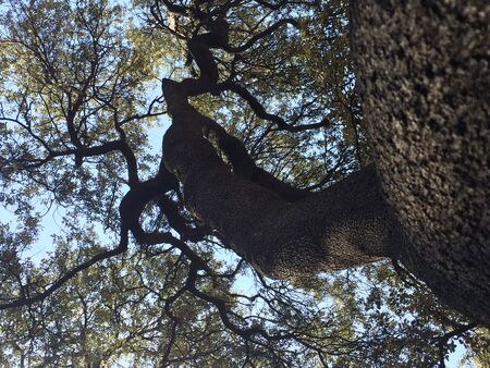 Thorny trunk of a gigantic tree