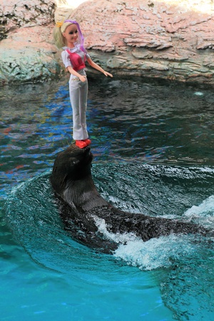 Seal Show, Arctocephalus pusillusのeditorial素材