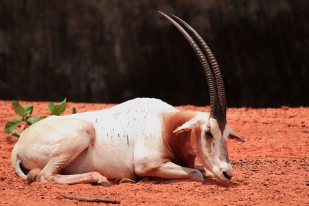 thomson gazelle