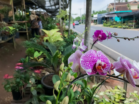 Purple-Spotted Orchid Flowers are a stunning addition to any garden or floral arrangement. These exotic blooms feature deep purple spots on delicate petals, creating a striking contrast against the bright white base.の写真素材