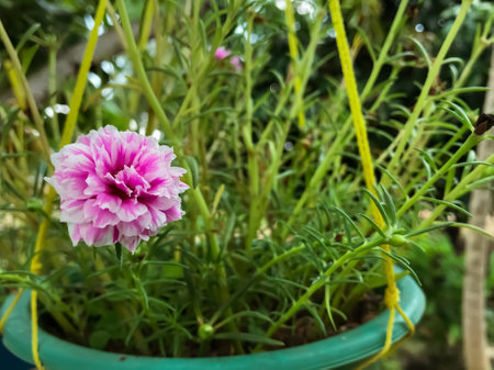 A small-leaved plant with white and purple flowers in full bloom in a beautiful display. This plant adds elegance and charm to any garden or indoor space.の写真素材