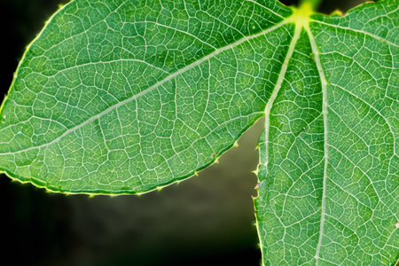 Close up of a green leaf on a blurred background. Macro.の写真素材