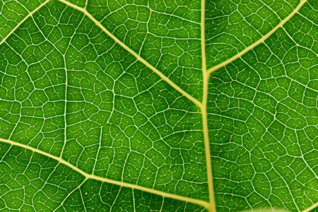 Close up of a green leaf on a blurred background. Macro.の写真素材