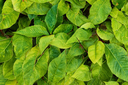 Close up of a green leaf on a blurred background. Macro.の写真素材