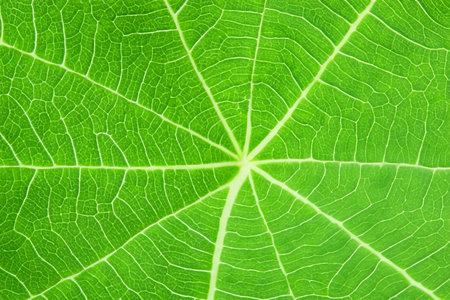 Close up of a green leaf on a blurred background. Macro.の写真素材