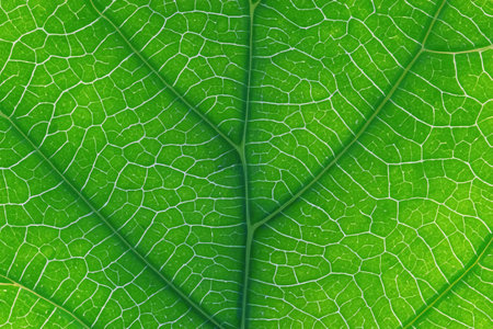 Close up of a green leaf on a blurred background. Macro.の写真素材