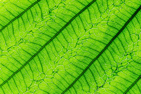 Close up of a green leaf on a blurred background. Macro.
