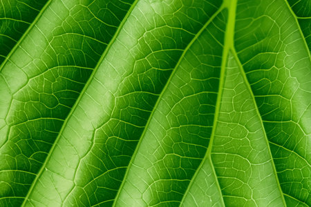 Close up of a green leaf on a blurred background. Macro.