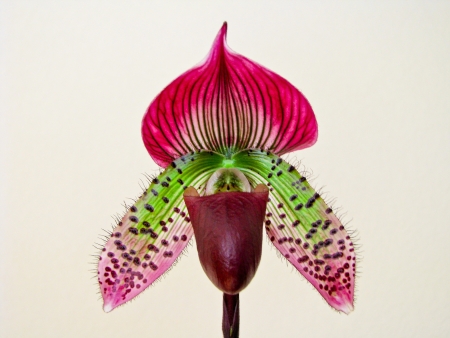 Phalaenopsis Orchidの写真素材