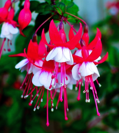 Fuchsiaの写真素材
