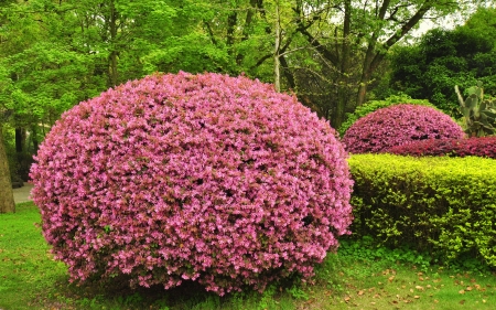 Fuchsias in Profusion - Guilin, Chinaの写真素材