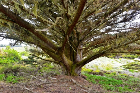 Centuries Old Moss-Covered Cypress Tree - Carmel, CAの写真素材