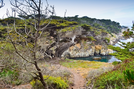 Cypress Cove, Point Lobos State Reserve - Carmel, CAの写真素材
