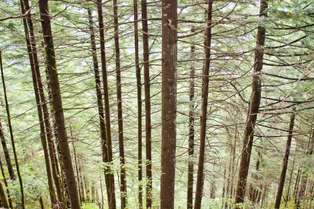 Pine Trees on Steep Slopes of Beacon Rock - Beacon Rock State Park, WAの写真素材